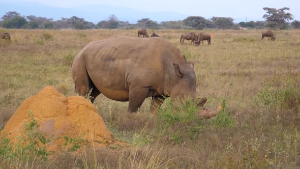 White rhino eating grass with a group wildebeest