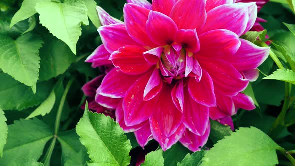 Red Blossoming Dahlia In The Garden 