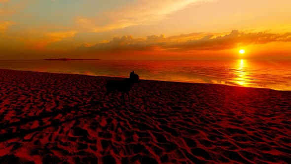 Sunset View at Sea and Dog on the Beach