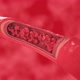 Red Blood Cells Flow Inside a Healthy Vessel Cross Section Artery View - VideoHive Item for Sale