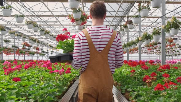 Rear View of Man Worker of Greenhouse in Uniform Carrying Geranium in Sunny Industrial Greenhouse