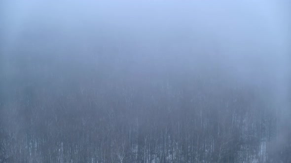 Evaporation of moisture over a winter forest with trees in the snow. Fog on snow-covered nature