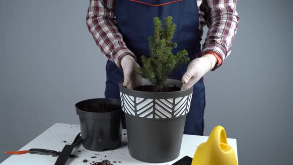 Transplanting Indoor Plants