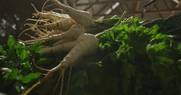 Parsnips on organic farm