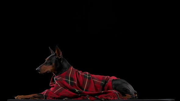Doberman Pinscher Lies Covered with a Checkered Blanket in the Studio on a Black Background