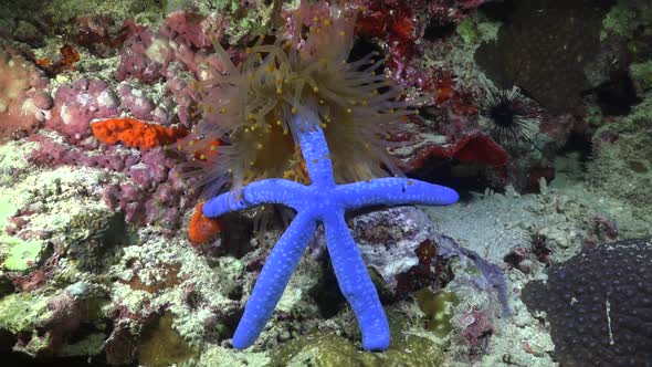 Orange Sea Anemone feeding on blue starfish on coral reef wide angle shot