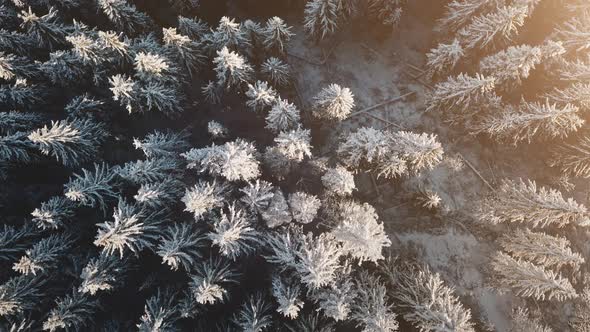 Aerial Top Down Sun Over Mountain Pine Forest