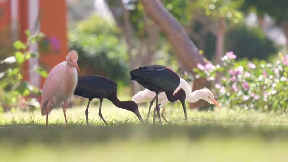 Glossy Ibis Wild Bird Also Known As Plegadis Falcinellus Walking on Green Lawn in Summer