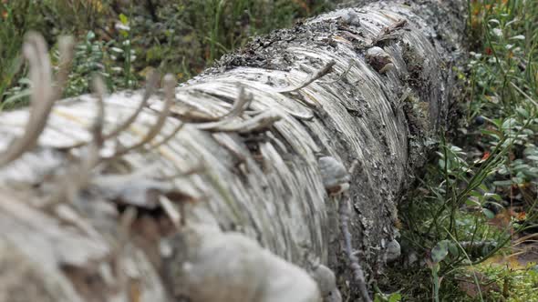 The Look of the Old Decaying Tree on the Forest in Espoo Finland