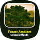 Forest Ambient Sounds