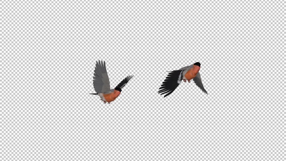 Two Bullfinch Birds - Flying Over Screen - Alpha Channel alt