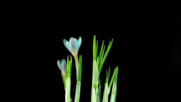 Timelapse of Several Violet Crocuses Flowers Grow Blooming and Fading on Black Background