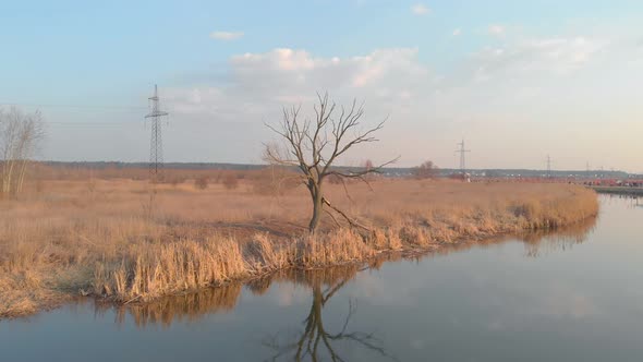 Dry Tree By The River