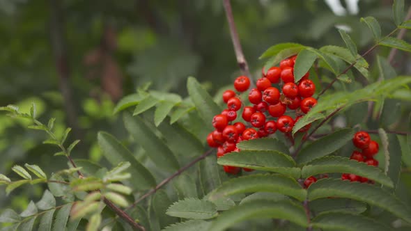 Gardening activity from potting plants, tending to young trees and general plant care. Slow motion