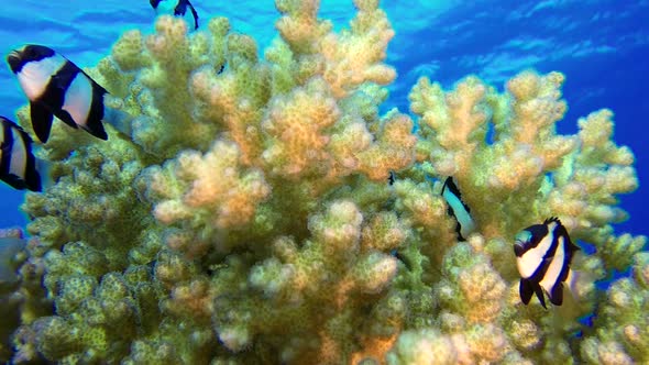 Underwater Colorful Tropical Coral Reef