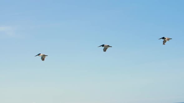 Flock of pelicans flying over the ocean (SLOWMO)