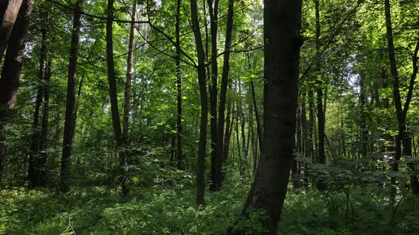 Green Forest with Trees By Day