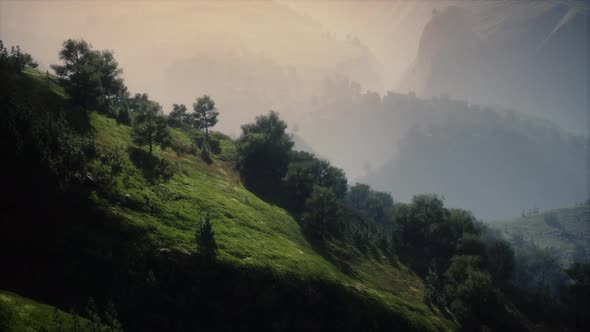 Green Trees in Canyon at Sunset with Fog