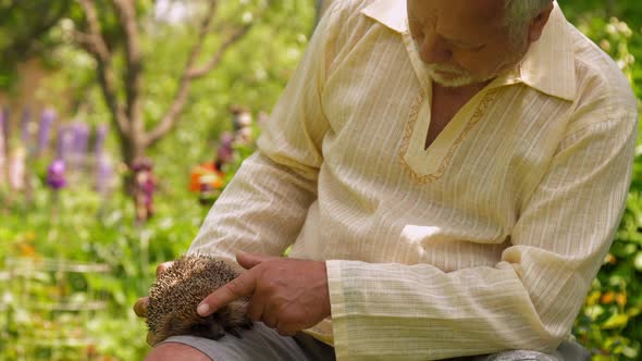 Senior Man Strokes Hedgehog in Beautiful Summer Garden