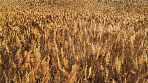 Slowly flying over golden grassy filed of reeds