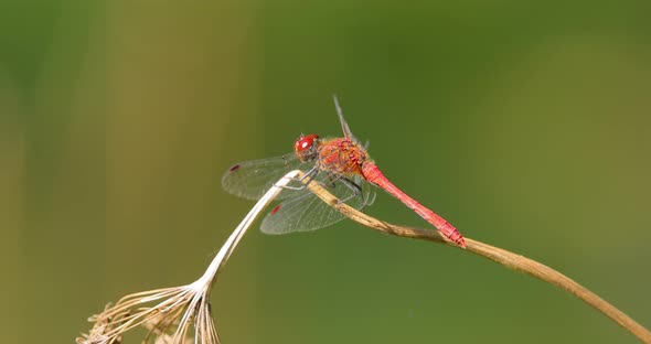 Scarlet Dragonfly Crocothemis Erythraea is a Species of Dragonfly in the Family Libellulidae