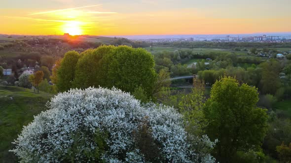 Aerial View of Blooming Garden with White Blossoming Trees in Early Spring at Sunset