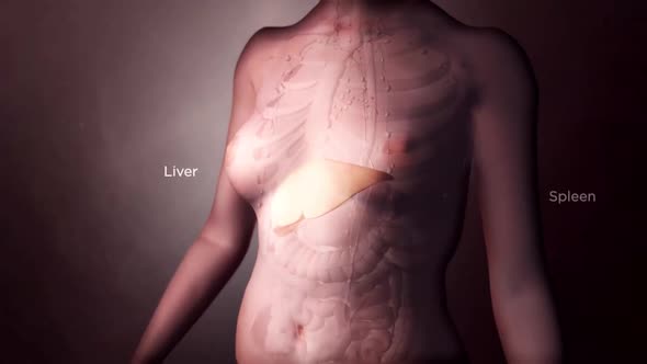 3D Medical Animation of the lymph node cells
