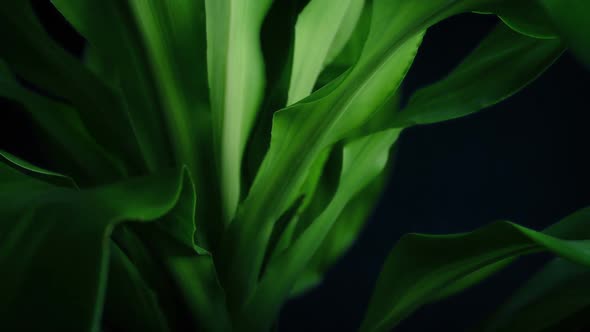 Tropical Plant In The Breeze Detail