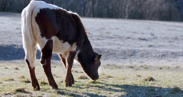 A Brown Calf Eating Grass on a Cold Frozen Morning