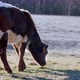 A Brown Calf Eating Grass on a Cold Frozen Morning - VideoHive Item for Sale