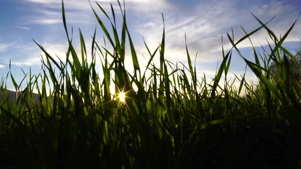 Grass And Sun