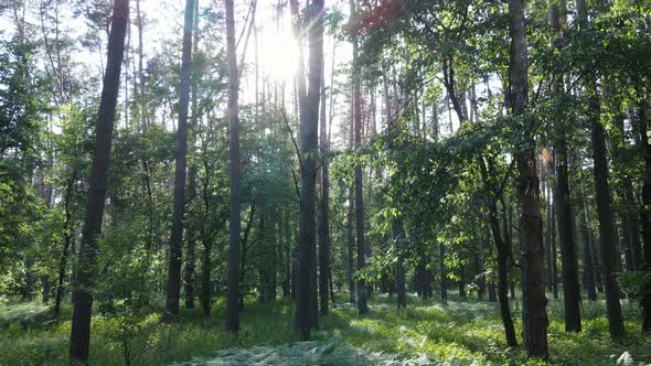 Beautiful Green Forest on a Summer Day Slow Motion