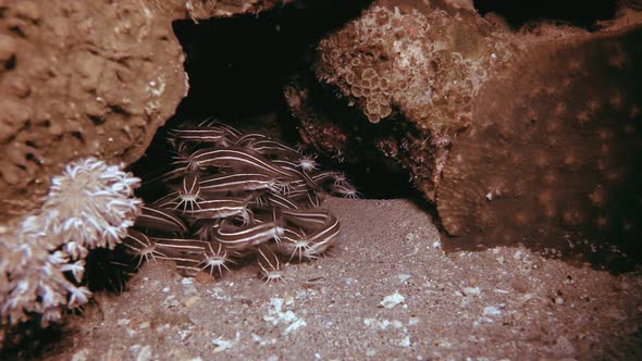 Red Sea Catfish Cleaning Home