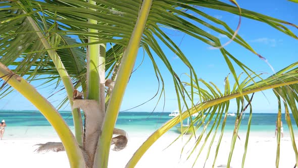 Coconut Palm Tree Foliage on Tropical Coastline