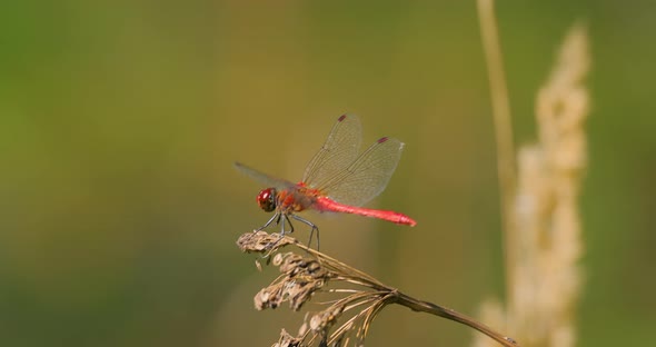 Scarlet Dragonfly Crocothemis Erythraea is a Species of Dragonfly in the Family Libellulidae