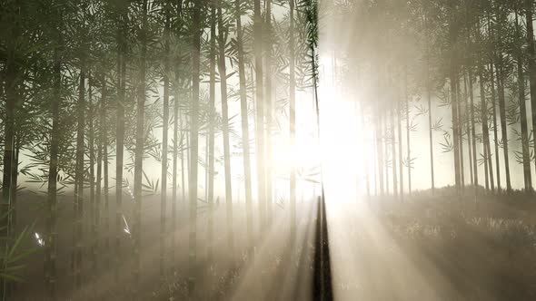 Green Bamboo Forest in Hills