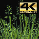 Realistic Grass - VideoHive Item for Sale