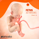 Human Fetus - 3DOcean Item for Sale