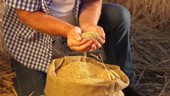 Business Man Checks the Quality of Wheat. Close-up. Farmer's Hands Pour Wheat Grains in a Bag with