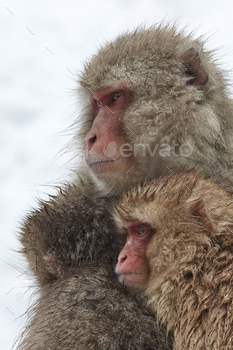oung huddling together for warmth in the winter snow.
