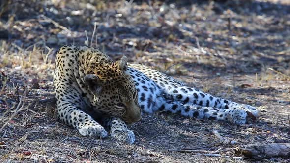 Resting Adult Male Leopard Waking Up and Lifting His Head