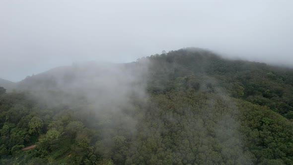 Rainforest and Clouds