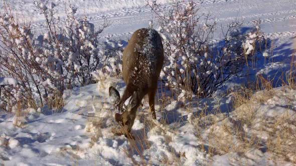 Snow covered Mule Deer fawn foraging in front of a snow covered road during winter in Colorado