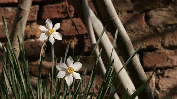 Daffodil plant  in front of wall  background  4K 2160p 30fps UltraHD footage - Close-up of Narcissus