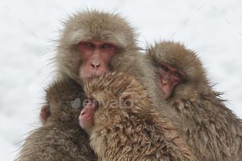 oung huddling together for warmth in the winter snow.