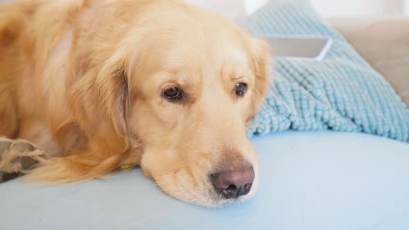 Golden retriever lying on bed, Milan, Italy