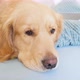 Golden retriever lying on bed, Milan, Italy - VideoHive Item for Sale