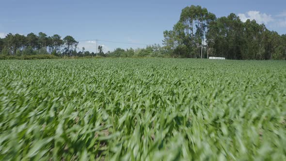 Corn Plantation 04