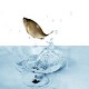 Fish Water Splash