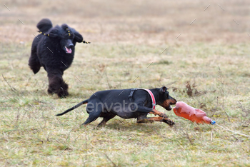 hing a bait on a coursing training